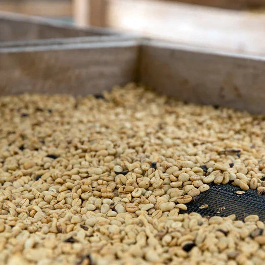 Honey Spring - Colombia Pink Bourbon - Diego Horta & Edier Perdomo